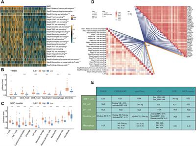 IL4I1: a novel molecular biomarker represents an inflamed tumor microenvironment and precisely predicts the molecular subtype and immunotherapy response of bladder cancer